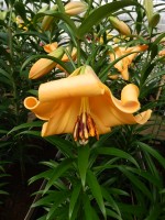 [4143 Saltarello No02.JPG]